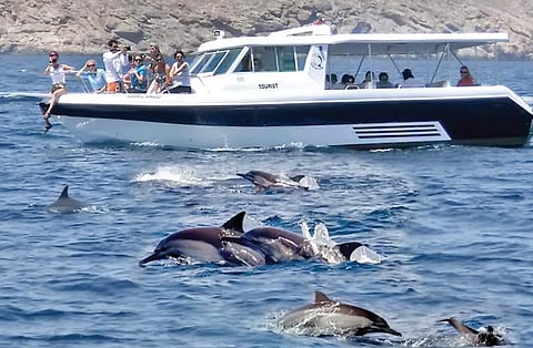 Dolphin watching in the Arabian Sea