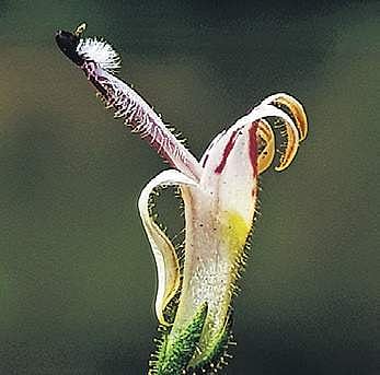 Herbal remedy for a vicious virus