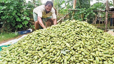 A vegetable grower with his stock of pointed gourd.