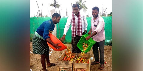 Tomato farmer Ravindra Reddy
