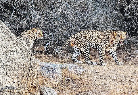 Leopards spotted in Bera