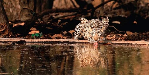 Research says that 90 % of leopard diet composes of primates or wild ungulate herbivores | HARSHA NARASImHAMURTHY