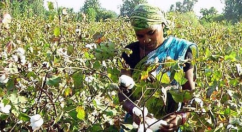 File photo of a woman plucking cotton in a farm land at Sonepur used for representational purposes. (Photo I EPS)