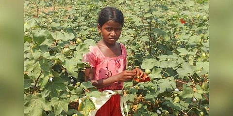Child labour rampant in cotton cultivation in Telangana