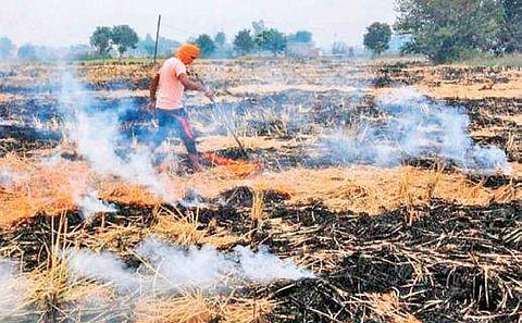 Punjab farmers defy stubble burning ban, incidents soar past 52K