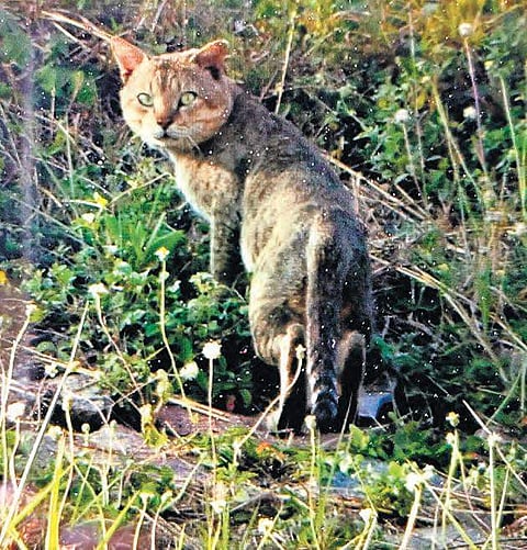 The jungle cat which was spotted near the near the Rajiv Gandhi International Airport (RGIA) at Shamshabad on Wednesday