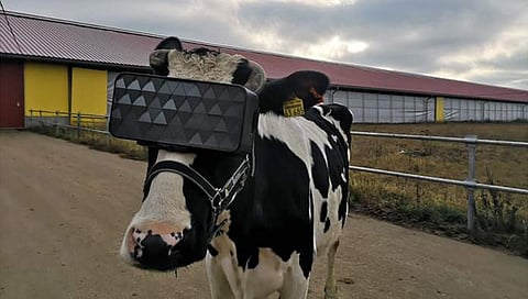 A cow with VR glasses (Photo | Russian ministry of agriculture_|