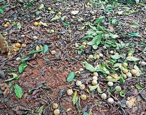 Orange crop damaged due to premature fruit drop in Kodagu