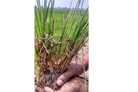 Rice Blast disease confirmed in Nagapattinam