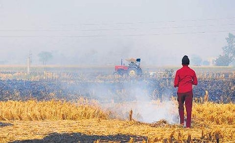 A farmer burns paddy stubble at a farm on the outskirts of Amritsar in Punjab. (Photo | PTI)