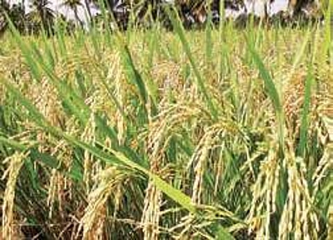 The state government has directed collectors to complete PDS rice lifting from godowns for January by Saturday, and report compliance.