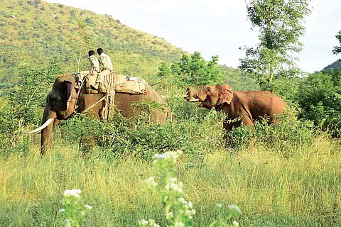 The wild tusker was successfully captured by Abhimanyu and other elephants from Godekanive anti-poaching camp on Monday | express