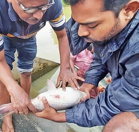 New CIFA feed leads to off-season breeding