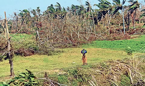 About 15 lakh quintals of wood will be sent to the temple and Swargadwar.