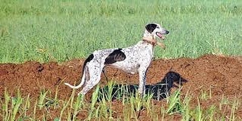 Mudhol hounds