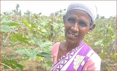 Around 68000 hectares of maize were affected by fall armyworms last year. (Photo | EPS)