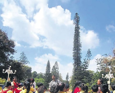Lalbagh is home to several conifer species, including Cook Pine, which is the tallest tree in Bengaluru