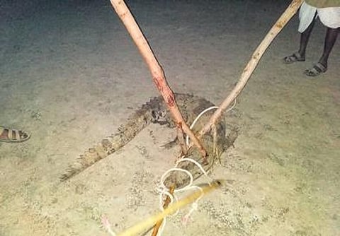 A marsh crocodile was rescued by the Forest Department staff of Yadgir territorial division recently | Express