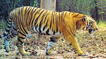 Tigers in Kagaznagar forest (Photo | EPS)