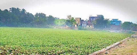 The pond at Purnachandrapur under Ward no 15 in Baripada town| Express