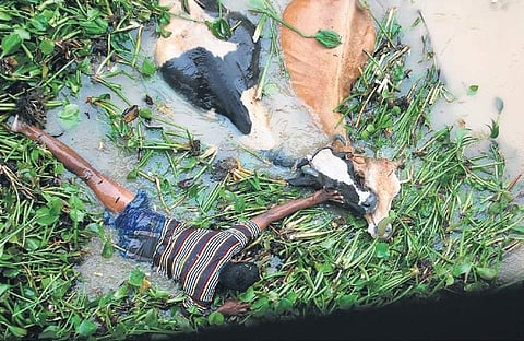 A man helps his cattle cross a flooded river under Anna Bridge in Cuddalore. The district has witnessed heavy rain over the past few days. (Photo | EPS)