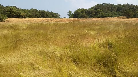 A large patch of Grasslands in Kali Tiger Reserve which will soon have seed bank of palatable grass species. (Photo | D Hemanth, EPS)