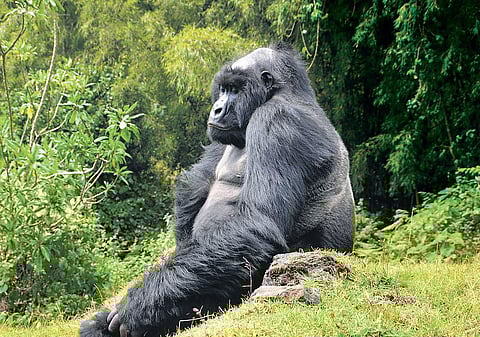 A gorilla resting at the Volcanoes National Park