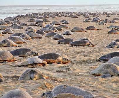 Olive Ridley turtles (Image for Representation only)