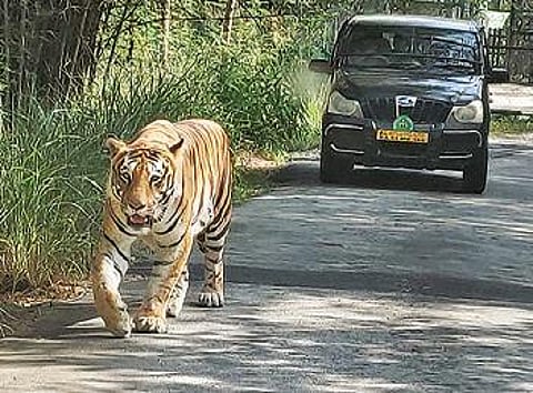 A tiger roams at the Bannerghatta National Park | file photo
