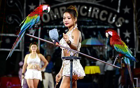 Great Bombay Circus, which is back in Chennai after four years. (Photo | Debadatta Mallick, EPS)