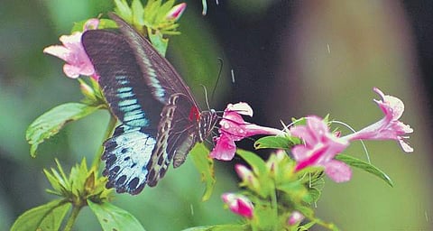 A Blue Mormon butterfly