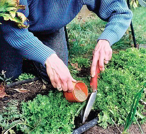 Protect your plants from harsh winter