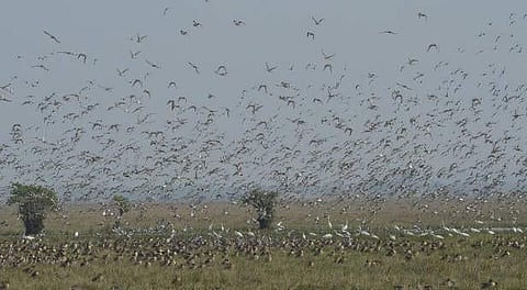 File Photo of migratory birds. (