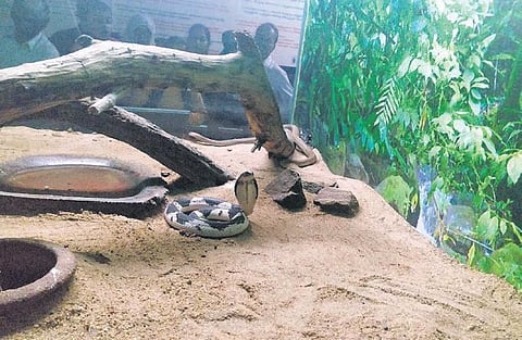 Spitting Cobra and Albino Python (below) at their enclosures at the Guindy Snake Park Trust in Chennai on Sunday | Express