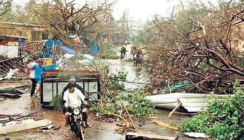Fani took away the livelihood of over 50,000 farmers in six coastal districts of Puri, Khurda, Cuttack, Jajpur, Jagatsingpur and Kendrapara by uprooting around 14 lakh coconut trees.