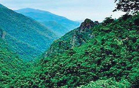 Forest loss contributes to 1.29 gigatonnes of COâ‚‚ emissions over two decades, say researchers