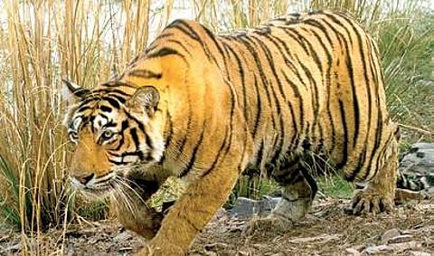 Safaris, thronging tourists stressing out the big cat