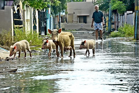 (Residents of Kurunji Nagar at Chrompet have been struggling to lead a normal life amidst overflowing sewage| Photo- Ashwin Prasath)