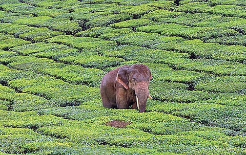 An elephant passing through a tea estate in Valparai.