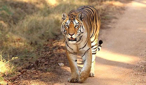 Image of a tiger used for representational purpose only. (Photo| mptourism.com)