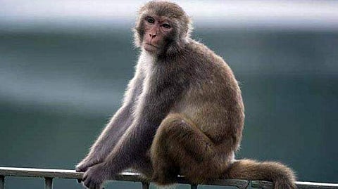 Monkey photo used for representational purpose only. (Photo | PTI)