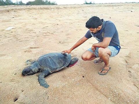 A dead Olive Ridley turtle near Pulicat estuary | Express