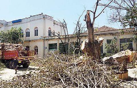 The tree that was cut down on the premises of Aralaguppe Mallegowda District Government Hospital, in Chikkamagaluru on Friday | EXPRESS