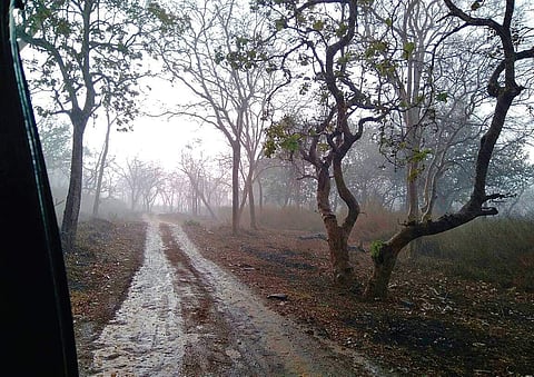 Mudumalai Tiger Reserve (Photo | File)