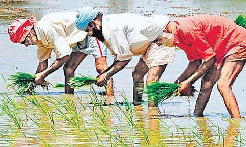 Image of farmers used for representational purpose only. (Photo| EPS)