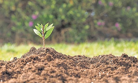 According to a study, Bengaluru’s green cover decreased from 68 per cent to six per cent between 1973 and 2017