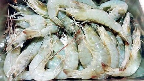 Image of shrimp used for representational purpose