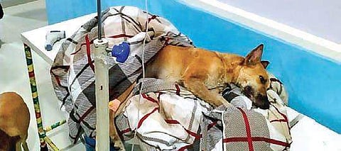 A dog undergoes treatment after it was allegedly poisoned by unknown persons at a Malaysian Township in Kukatpally | Express