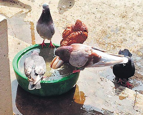 Birds drinking water.