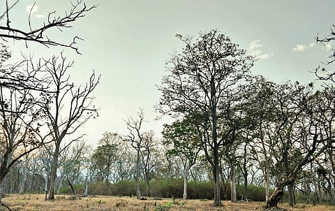 The wild forests of Mudumalai Tiger reserve. (Photo | Sushmitha Ramakrishnan, EPS)